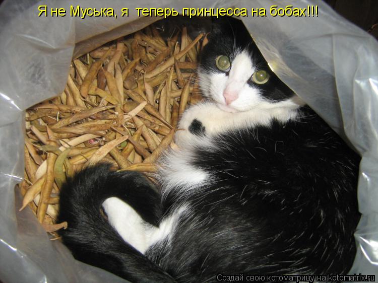 Котоматрица: Я не Муська, я  теперь принцесса на бобах!!!