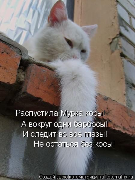 Котоматрица: Распустила Мурка косы! А вокруг одни барбосы! И следит во все глазы! Не остаться без косы!