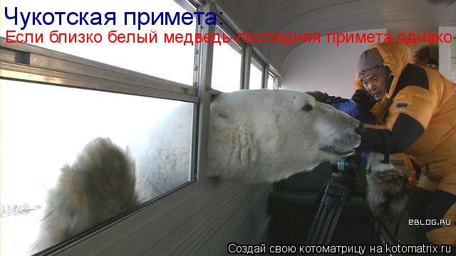 Котоматрица: Чукотская примета: Чукотская примета: Если близко белый медведь-последняя примета,однако