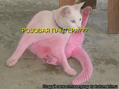 РОЗОВАЯ ПАНТЕРА???... Котоматрица: РОЗОВАЯ ПАНТЕРА???
