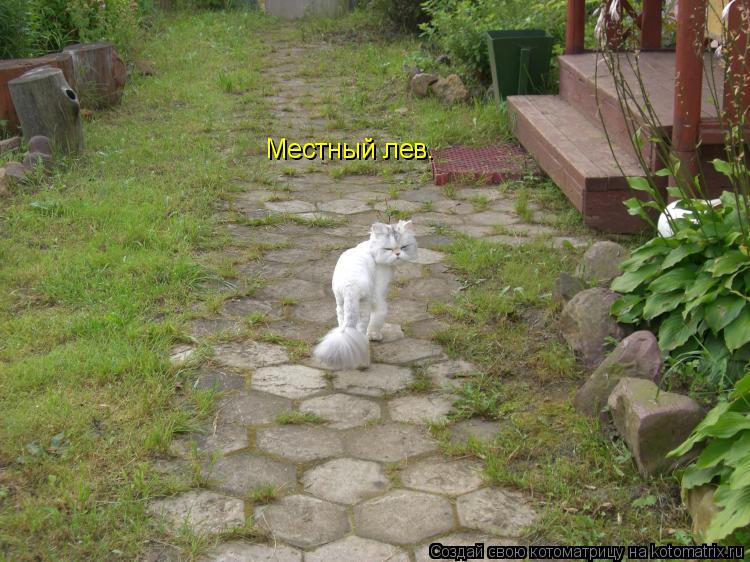 Местный лев.... Котоматрица: Местный лев.