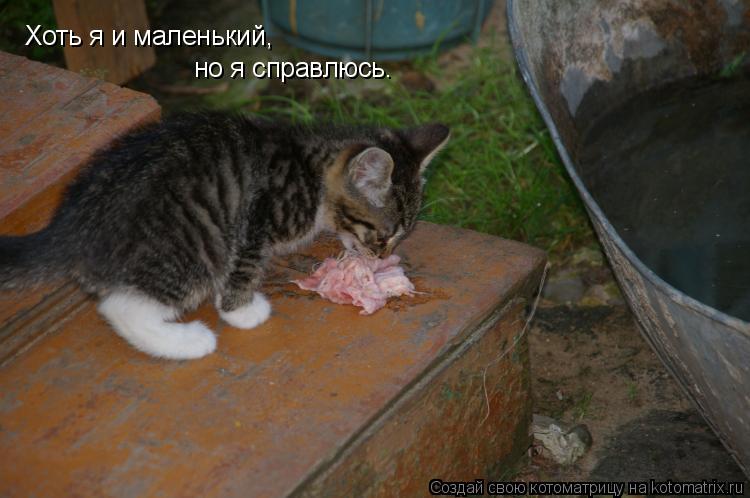 Хоть я и маленький, но я справлюсь.... Котоматрица: Хоть я и маленький, но я справлюсь.