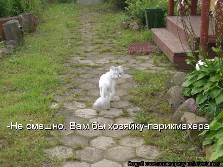-Не смешно. Вам бы хозяйку-парикмахера... Котоматрица: -Не смешно. Вам бы хозяйку-парикмахера