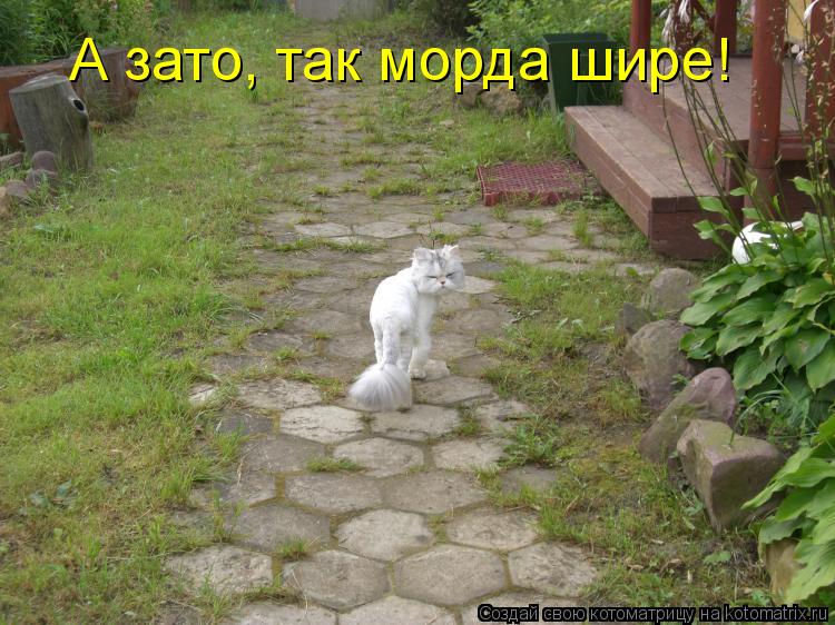 А зато, так морда шире!... Котоматрица: А зато, так морда шире!