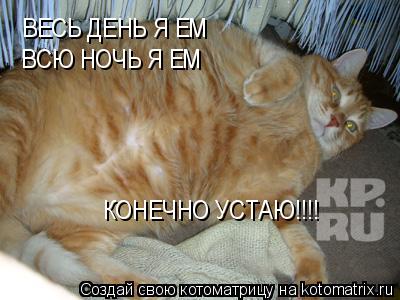 ВЕСЬ ДЕНЬ Я ЕМ ВСЮ НОЧЬ Я ЕМ КОНЕЧНО УСТАЮ!!!!... Котоматрица: ВЕСЬ ДЕНЬ Я ЕМ ВСЮ НОЧЬ Я ЕМ КОНЕЧНО УСТАЮ!!!!