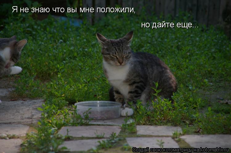 Котоматрица: Я не знаю что вы мне положили, но дайте еще...