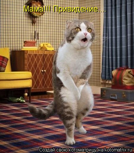 Котоматрица: Мама!!! Привидение....