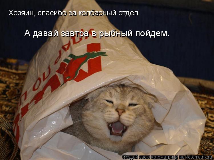 Котоматрица: Хозяин, спасибо за колбасный отдел. А давай завтра в рыбный пойдем.