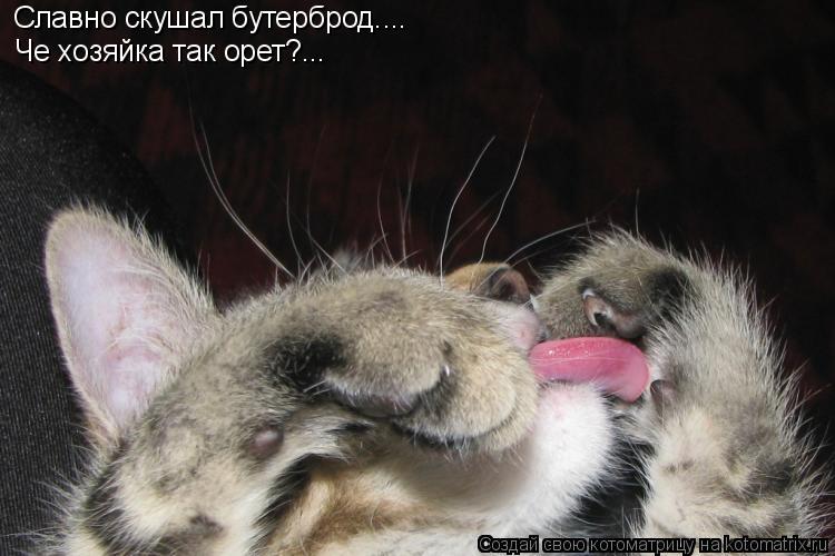 Котоматрица: Славно скушал бутерброд.... Че хозяйка так орет?...