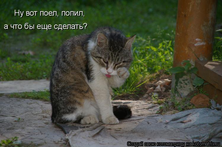 Котоматрица: Ну вот поел, попил, а что бы еще сделать?
