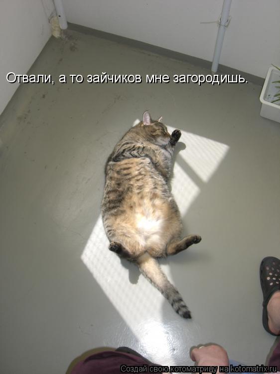 Отвали, а то зайчиков мне загородишь.... Котоматрица: Отвали, а то зайчиков мне загородишь.