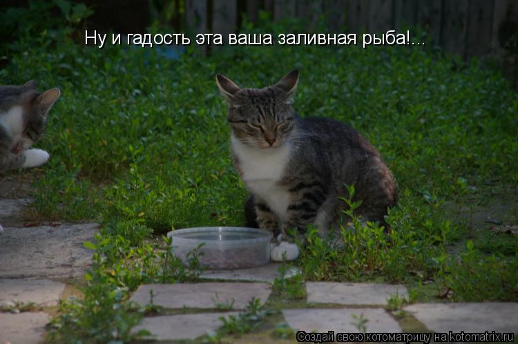 Котоматрица: Ну и гадость эта ваша заливная рыба!...