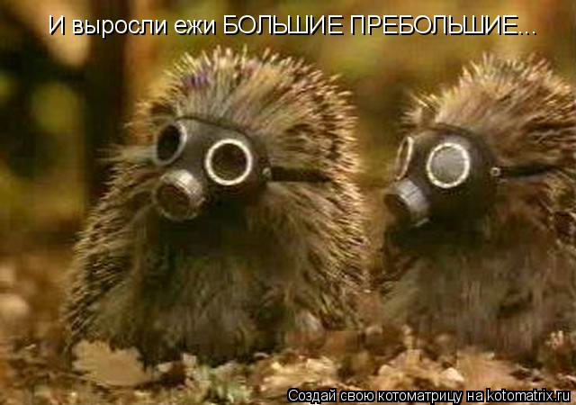 И выросли ежи БОЛЬШИЕ ПРЕБОЛЬШИЕ...... Котоматрица: И выросли ежи БОЛЬШИЕ ПРЕБОЛЬШИЕ...