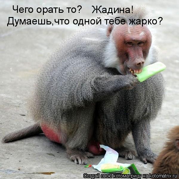 Чего орать то? Думаешь,что одной тебе жарко? Жадина!... Котоматрица: Чего орать то? Думаешь,что одной тебе жарко? Жадина!