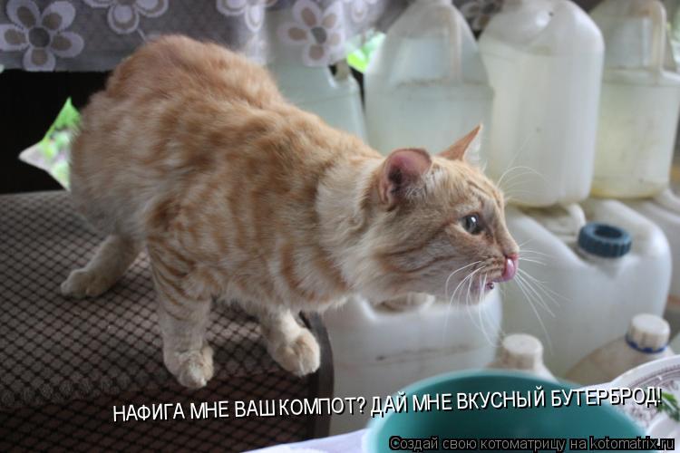 НАФИГА МНЕ ВАШ КОМПОТ? ДАЙ МНЕ ВКУСНЫЙ БУТЕРБРОД!... Котоматрица: НАФИГА МНЕ ВАШ КОМПОТ? ДАЙ МНЕ ВКУСНЫЙ БУТЕРБРОД!
