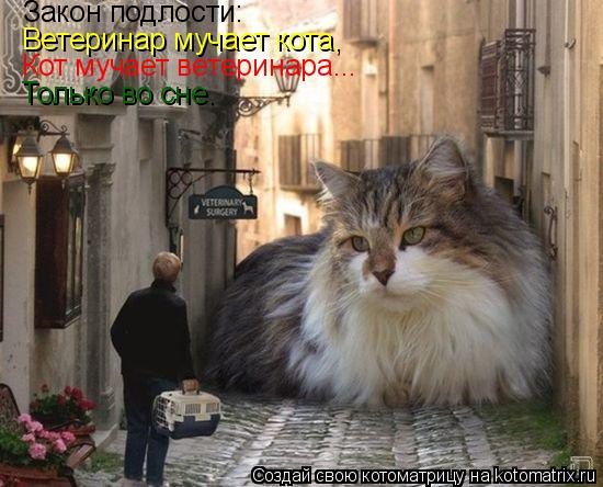 Закон подлости: Ветеринар мучает кота, Кот мучает ветеринара... Только во сне.... Котоматрица: Закон подлости: Ветеринар мучает кота, Кот мучает ветеринара... Только во сне.