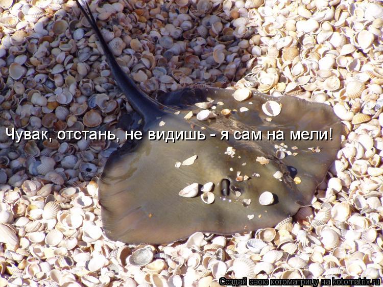 Чувак, отстань, не видишь - я сам на мели!... Котоматрица: Чувак, отстань, не видишь - я сам на мели!