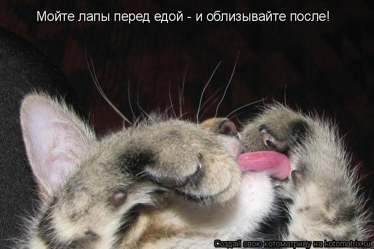 Мойте лапы перед едой - и облизывайте после!... Котоматрица: Мойте лапы перед едой - и облизывайте после!
