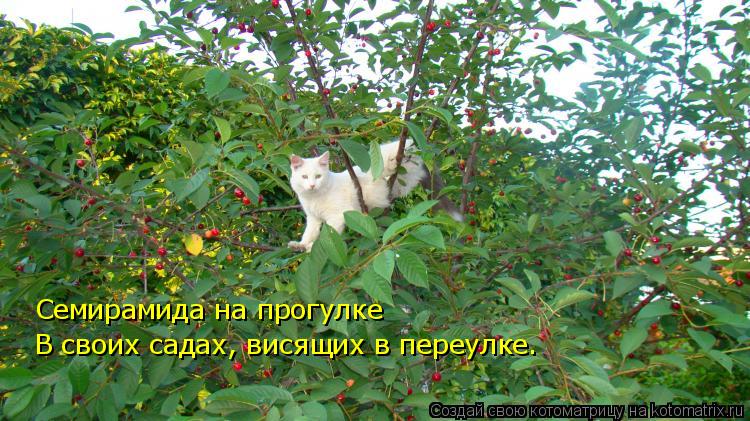 Семирамида на прогулке В своих садах, висящих в переулке.... Котоматрица: Семирамида на прогулке В своих садах, висящих в переулке.