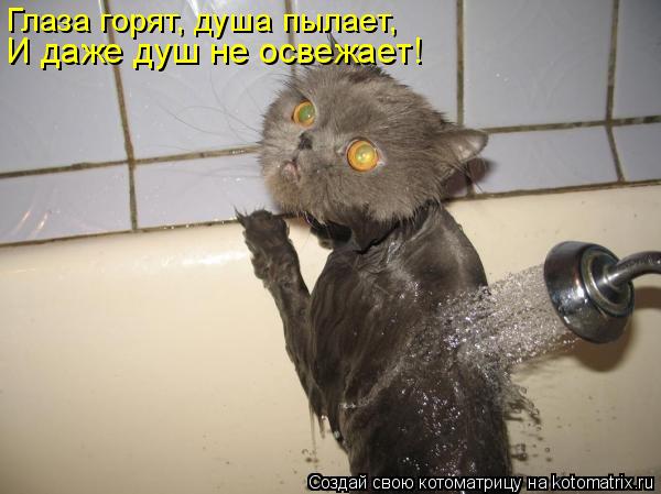 Глаза горят, душа пылает, И даже душ не освежает!... Котоматрица: Глаза горят, душа пылает, И даже душ не освежает!