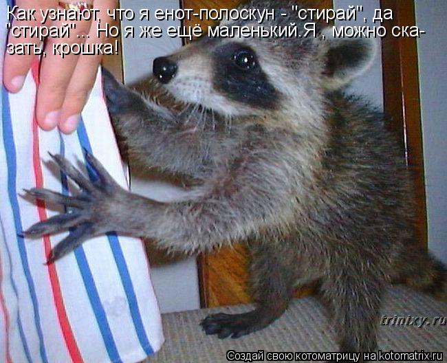 Как узнают, что я енот-полоскун - "стирай", да зать, крошка! "стирай"... Но я же ещё маленький.Я , мо... Котоматрица: Как узнают, что я енот-полоскун - "стирай", да зать, крошка! "стирай"... Но я же ещё маленький.Я , можно ска-