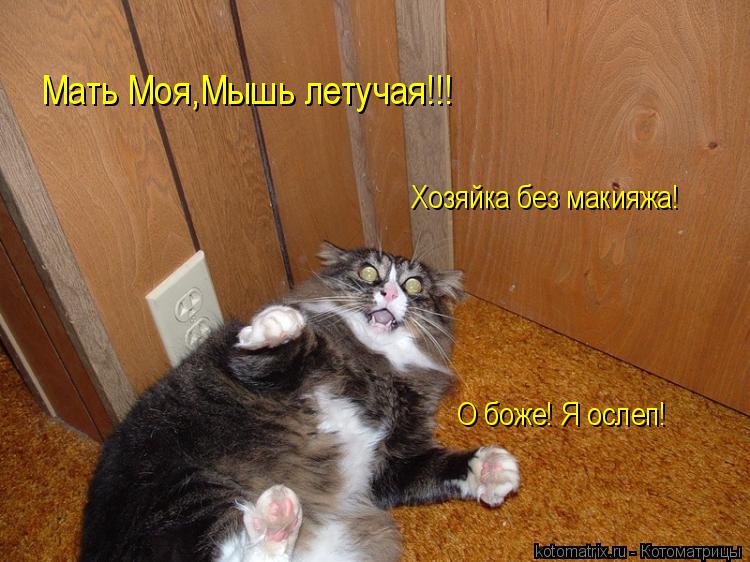 Мать Моя,Мышь летучая!!! Хозяйка без макияжа! О боже! Я ослеп!... Котоматрица: Мать Моя,Мышь летучая!!! Хозяйка без макияжа! О боже! Я ослеп!