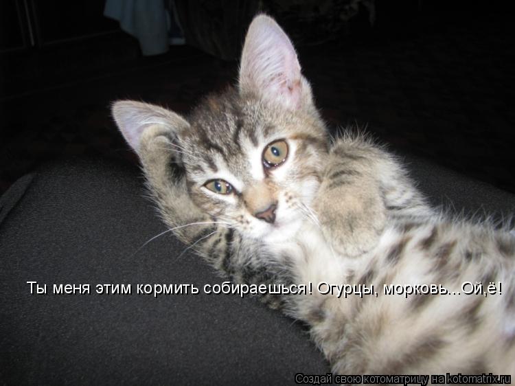 Ты меня этим кормить собираешься! Огурцы, морковь...Ой,ё!... Котоматрица: Ты меня этим кормить собираешься! Огурцы, морковь...Ой,ё!