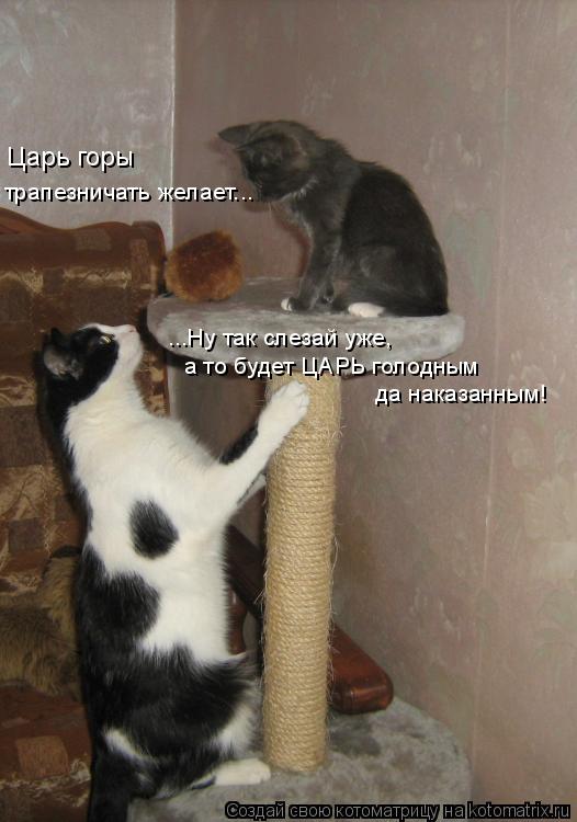 Царь горы трапезничать желает... ...Ну так слезай уже, а то будет ЦАРЬ голодным да наказанным!... Котоматрица: Царь горы трапезничать желает... ...Ну так слезай уже, а то будет ЦАРЬ голодным да наказанным!