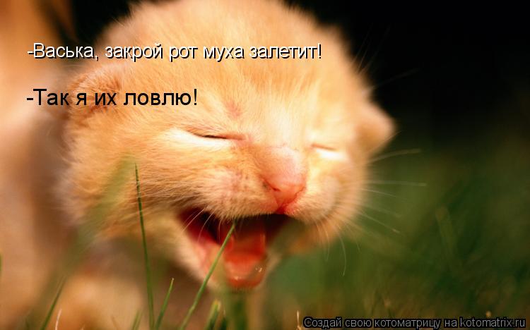 -Васька, закрой рот муха залетит! -Так я их ловлю!... Котоматрица: -Васька, закрой рот муха залетит! -Так я их ловлю!