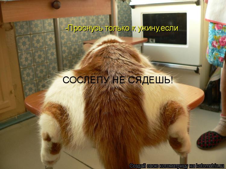 Котоматрица: -Проснусь только к ужину,если СОСЛЕПУ НЕ СЯДЕШЬ!