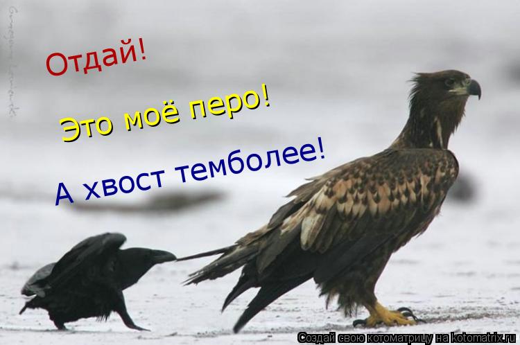 Отдай! Это моё перо! А хвост темболее!... Котоматрица: Отдай! Это моё перо! А хвост темболее!