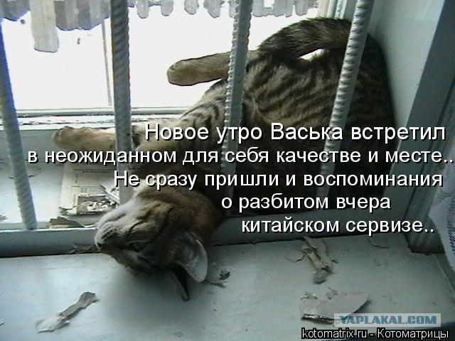 Новое утро Васька встретил в неожиданном для себя качестве и месте.. Не сразу пришли и воспоминания о... Котоматрица: Новое утро Васька встретил в неожиданном для себя качестве и месте.. Не сразу пришли и воспоминания о разбитом вчера китайском сервизе..