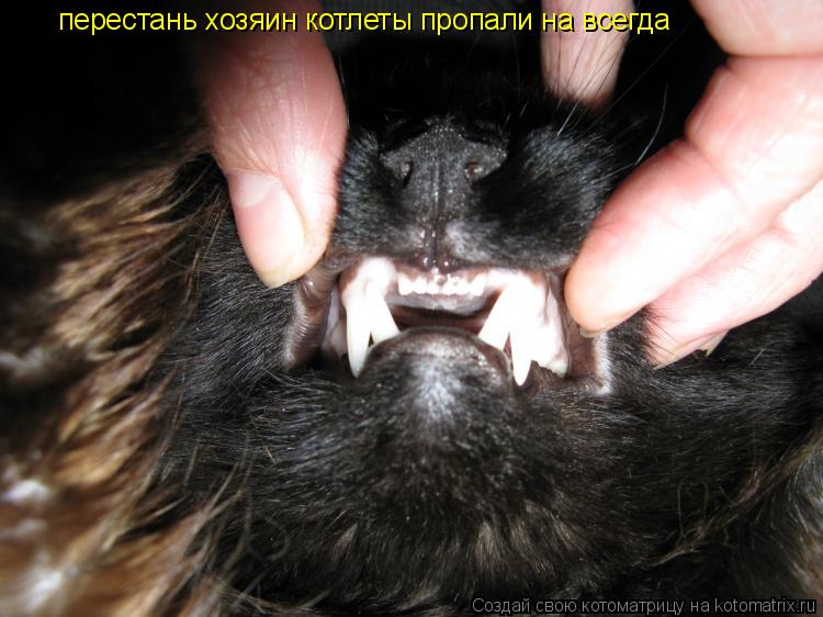 перестань хозяин котлеты пропали на всегда перестань хозяин котлеты пропали на всегда... Котоматрица: перестань хозяин котлеты пропали на всегда перестань хозяин котлеты пропали на всегда