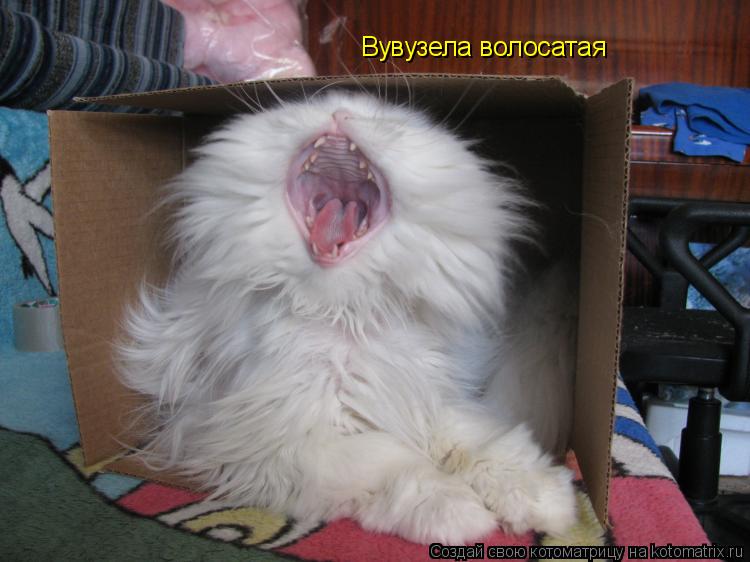 Вувузела волосатая... Котоматрица: Вувузела волосатая