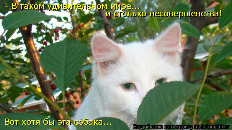 - В таком удивительном мире... и столько несовершенства! Вот хотя бы эта собака...... Котоматрица: - В таком удивительном мире... и столько несовершенства! Вот хотя бы эта собака...