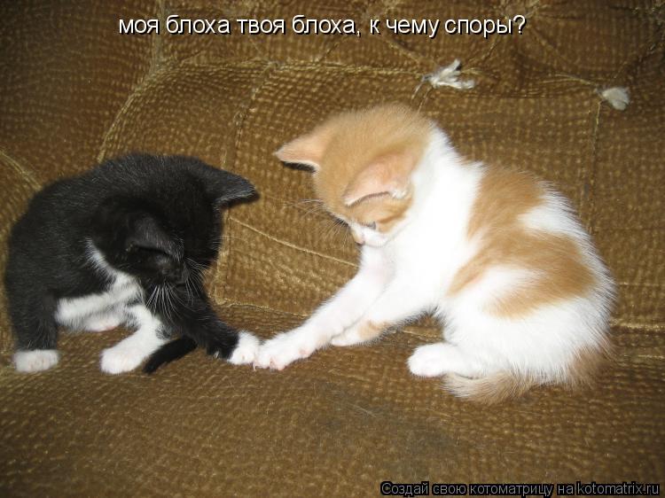 моя блоха твоя блоха, к чему споры?... Котоматрица: моя блоха твоя блоха, к чему споры?