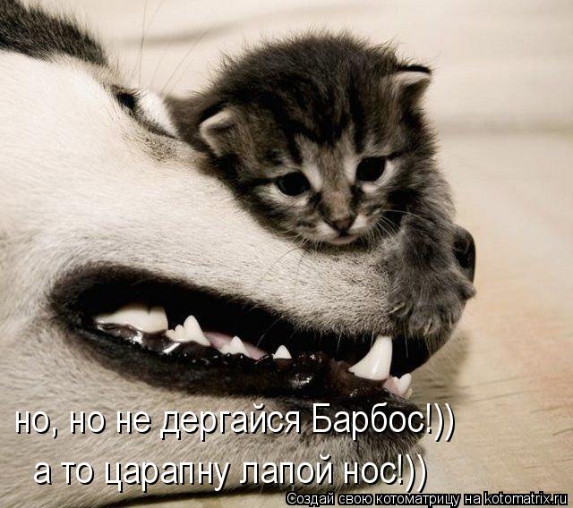 но, но не дергайся Барбос!)) а то царапну лапой нос!))... Котоматрица: но, но не дергайся Барбос!)) а то царапну лапой нос!))
