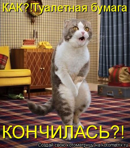 КАК?!Туалетная бумага КОНЧИЛАСЬ?!... Котоматрица: КАК?!Туалетная бумага КОНЧИЛАСЬ?!