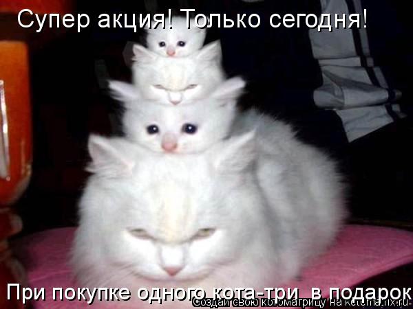 Супер акция! Только сегодня! При покупке одного кота-три в подарок!... Котоматрица: Супер акция! Только сегодня! При покупке одного кота-три в подарок!