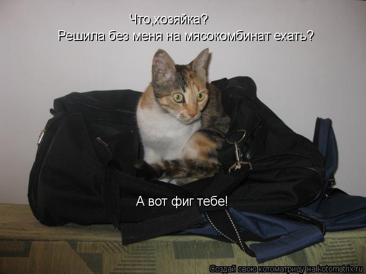 Что,хозяйка? Решила без меня на мясокомбинат ехать? А вот фиг тебе!... Котоматрица: Что,хозяйка? Решила без меня на мясокомбинат ехать? А вот фиг тебе!