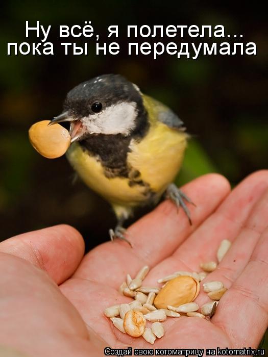 пока ты не передумала Ну всё, я полетела...... Котоматрица: пока ты не передумала Ну всё, я полетела...