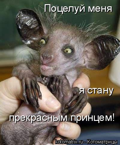 Поцелуй меня я стану прекрасным принцем!... Котоматрица: Поцелуй меня я стану прекрасным принцем!