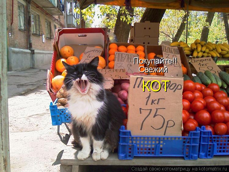 Покупайте!! Свежий КОТ... Котоматрица: Покупайте!! Свежий КОТ