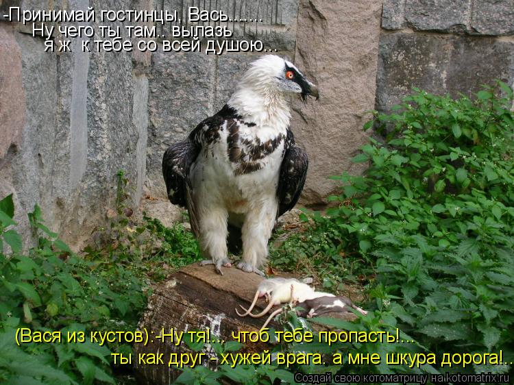 -Принимай гостинцы, Вась....... Ну чего ты там.. вылазь я ж к тебе со всей душою... (Вася из кустов)... Котоматрица: -Принимай гостинцы, Вась....... Ну чего ты там.. вылазь я ж к тебе со всей душою... (Вася из кустов):-Ну тя!... чтоб тебе пропасть!... ты как друг -