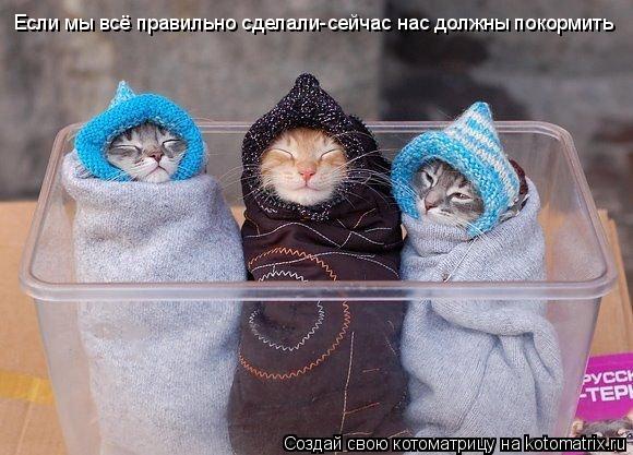 Если мы всё правильно сделали-сейчас нас должны покормить... Котоматрица: Если мы всё правильно сделали-сейчас нас должны покормить
