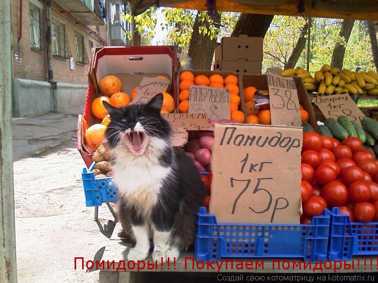 Помидоры!!! Покупаем помидоры!!!!... Котоматрица: Помидоры!!! Покупаем помидоры!!!!