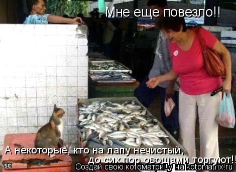 Мне еще повезло!! А некоторые, кто на лапу нечистый, до сих пор овощами торгуют!!... Котоматрица: Мне еще повезло!! А некоторые, кто на лапу нечистый, до сих пор овощами торгуют!!