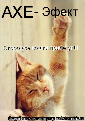 AXE - Эфект Скоро все кошки прибегут!!!... Котоматрица: AXE - Эфект Скоро все кошки прибегут!!!