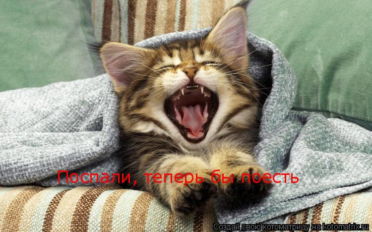 Поспали, теперь бы поесть... Котоматрица: Поспали, теперь бы поесть