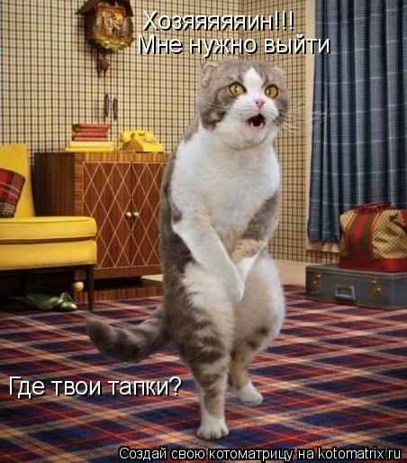 Хозяяяяяин!!! Где твои тапки? Мне нужно выйти... Котоматрица: Хозяяяяяин!!! Где твои тапки? Мне нужно выйти